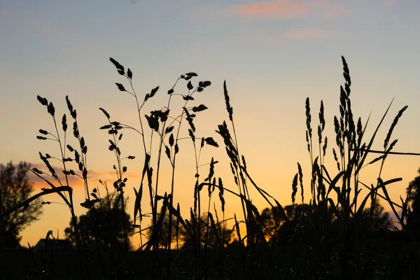 Grama contra o céu do por do sol - pôr do sol de verão — Fotografia de Stock