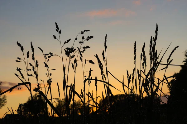 Grama contra o céu do por do sol - pôr do sol de verão — Fotografia de Stock