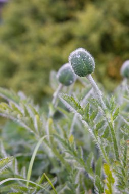 Yağmur damlaları haşhaş tomurcukları üzerinde kırsal ilkbaharda 