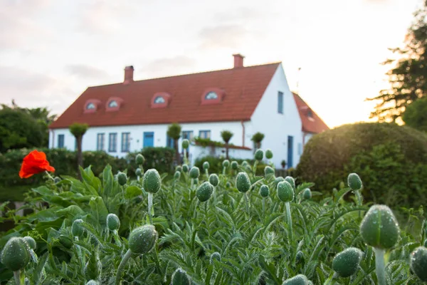 Regnet droppar på vallmo knoppar, springtime på landsbygden — Stockfoto