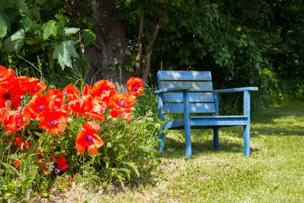 Bench and poppy flowers in a garden — Stock Photo, Image