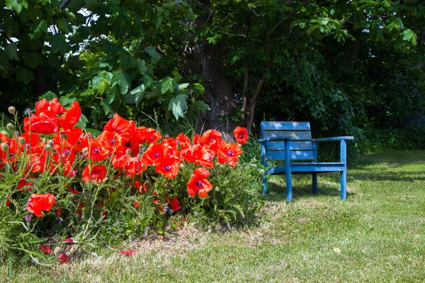 Banco y flores de amapola en un jardín —  Fotos de Stock