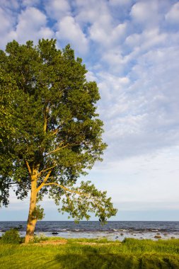 baltık denizi kıyısında yalnız ağaç, Scania county, İsveç