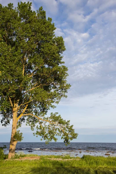 Arbre solitaire sur une côte baltique, comté de Scania, Suède — Photo