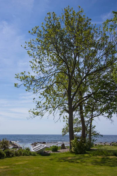 Baltık denizi kıyısında yalnız ağaç, Scania county, İsveç — Stok fotoğraf