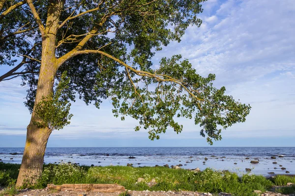 Árbol solitario en una costa del mar Báltico, condado de Scania, Suecia —  Fotos de Stock