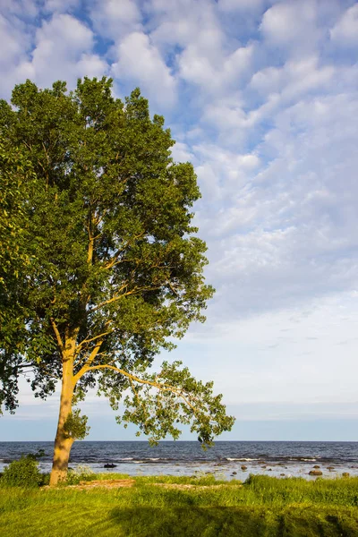 Arbre solitaire sur une côte baltique, comté de Scania, Suède — Photo