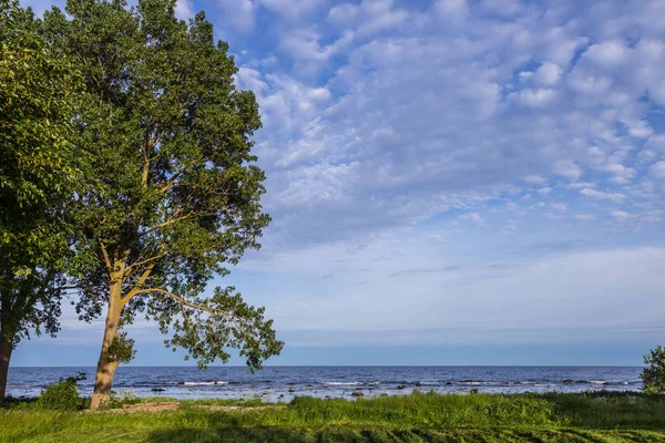 Μοναχικό δέντρο σε μια ακτή της Βαλτικής θάλασσας, κομητεία Scania, Σουηδία — Φωτογραφία Αρχείου