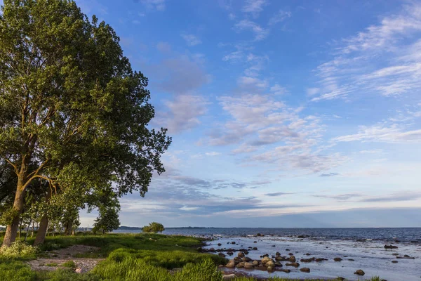 孤独树在波罗的海海岸，斯卡尼亚县，瑞典 — 图库照片