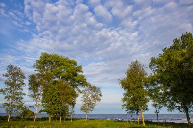 Baltık denizi kıyısında yalnız bir ağaç, Scania county, İsveç. 