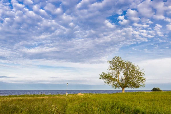 Un árbol solitario en una costa del mar Báltico, condado de Scania, Suecia . —  Fotos de Stock