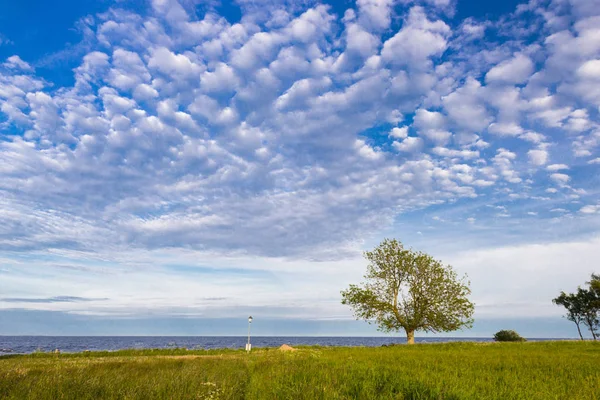 Un albero solitario su una costa baltica, contea di Scania, Svezia . — Foto Stock