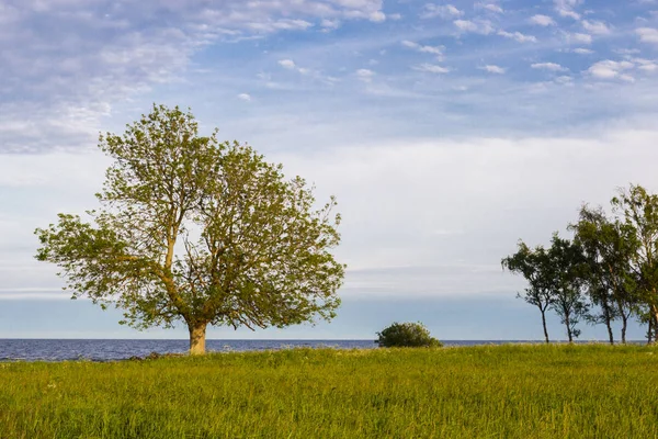 Ένα μοναχικό δέντρο σε μια ακτή της Βαλτικής θάλασσας, κομητεία Scania, Σουηδία. — Φωτογραφία Αρχείου