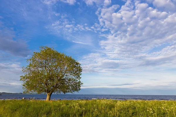 Ένα μοναχικό δέντρο σε μια ακτή της Βαλτικής θάλασσας, κομητεία Scania, Σουηδία. — Φωτογραφία Αρχείου
