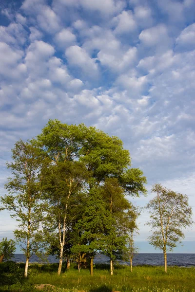 Un albero solitario su una costa baltica, contea di Scania, Svezia . — Foto Stock