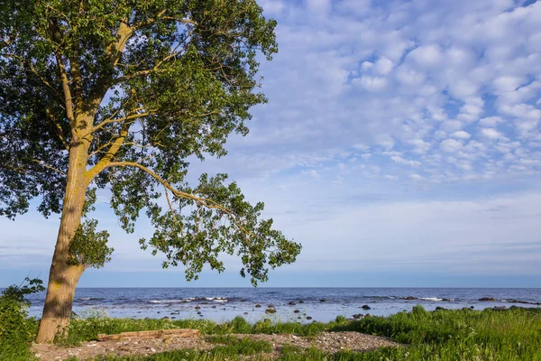 Uma árvore solitária em uma costa baltic do mar, condado de Scania, Suécia . — Fotografia de Stock