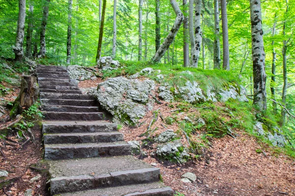 スロベニア、トリグラフ国立公園の森の石の階段 ストック写真