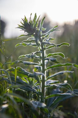 alacakaranlık zamanında çayır çim bitki, bahar, İsveç
