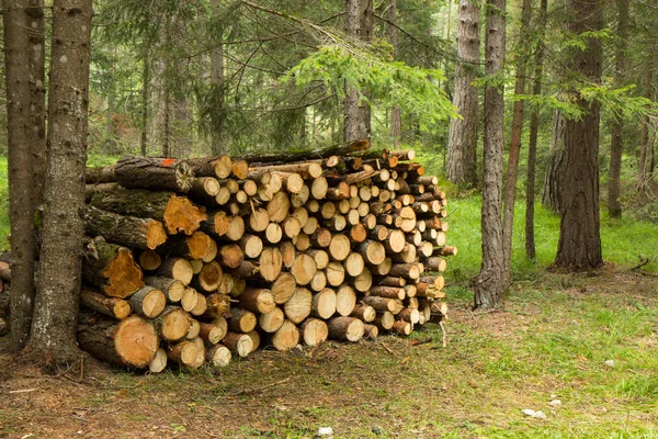 Stapel hout vers gesneden in een bos — Stockfoto