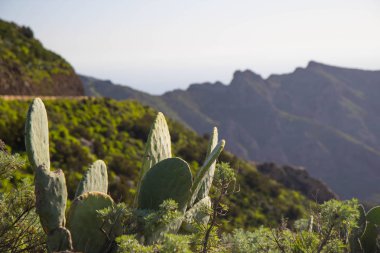 Tenerife volkanik oluşumu üzerinde büyüyen kaktüsler