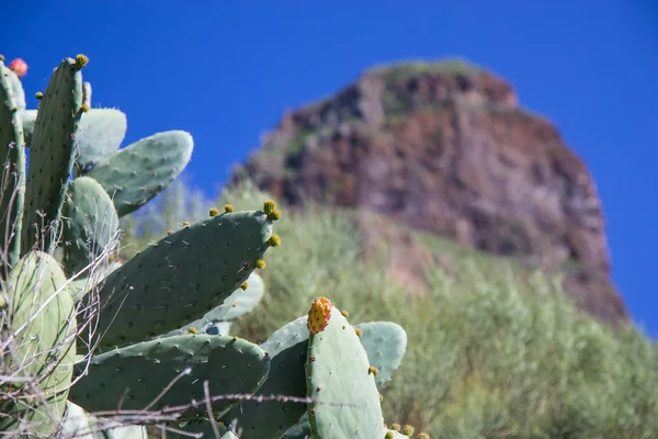 Cactus creciendo en formación volcánica de Tenerife — Foto de Stock