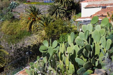 Tenerife volkanik oluşumu üzerinde büyüyen kaktüsler