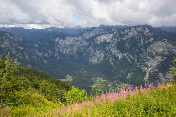 슬로베니아 보겔 스키 리조트 지역의 여름 전망 — 스톡 사진