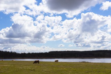 Esbjerg'in kuzeyindeki Marbek gölü, Jutland, Danimarka