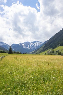 Tirol'deki Avusturya alplerinin yaz manzarası 