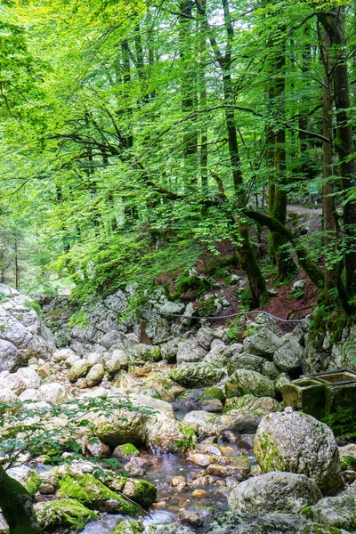 Hutan indah di Taman Nasional Triglav, Slovenia — Stok Foto