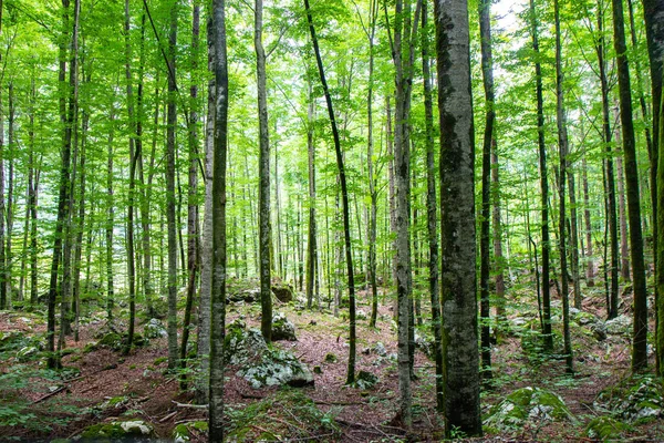 Piękny las w parku narodowym Triglav, Słowenia — Zdjęcie stockowe