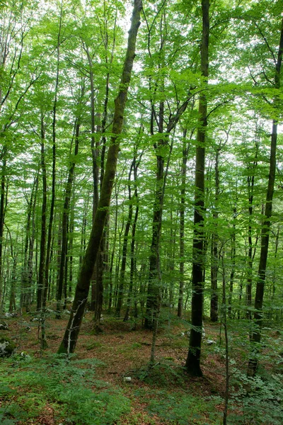 Mooi bos in nationaal park Triglav, Slovenië — Stockfoto