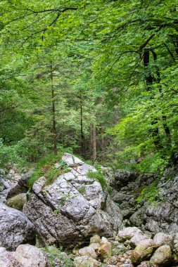 Julian Alps, Slovenya orman yoluyla akarsu