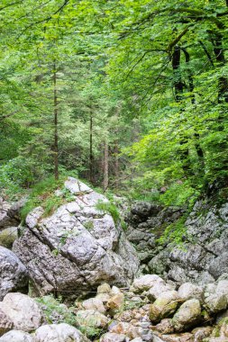 Julian Alps, Slovenya orman yoluyla akarsu