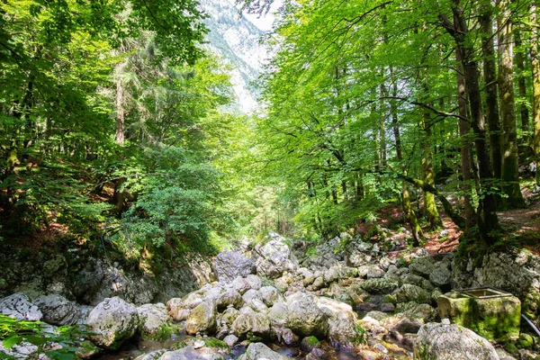 Sungai melalui hutan di Julian Alps, Slovenia — Stok Foto