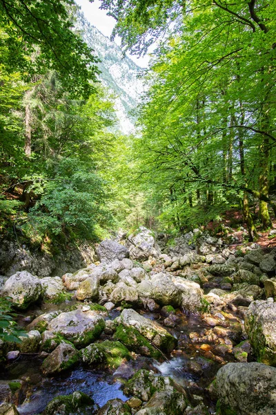 Sungai melalui hutan di Julian Alps, Slovenia — Stok Foto