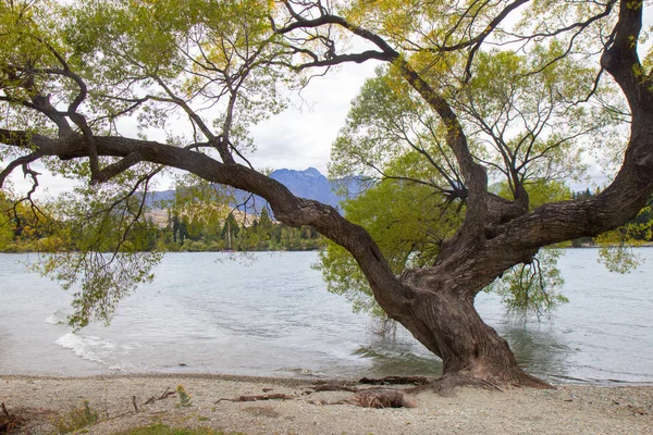 Lakeside of Wakatipu lake in Queenstown, NZ — Stock Photo, Image