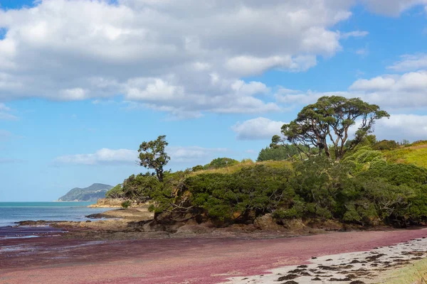 ワイプビーチのピンクの海藻,ニュージーランド — ストック写真