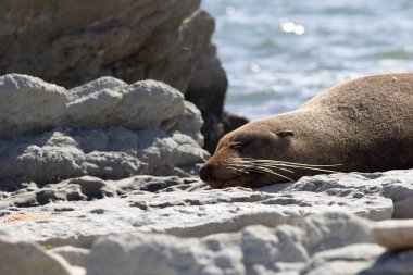 nokta Kean fok kolonisi, Kaikoura, Yeni Zelanda