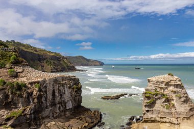 Yeni Zelanda, Muriwai Sahili 'ndeki sümsük kuşu kolonisi.