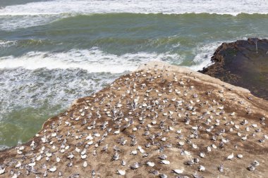 Yeni Zelanda, Muriwai Sahili 'ndeki sümsük kuşu kolonisi.