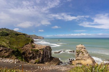 Yeni Zelanda, Muriwai Sahili 'ndeki sümsük kuşu kolonisi.