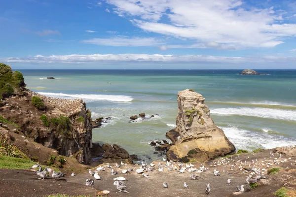 Yeni Zelanda, Muriwai Sahili 'ndeki sümsük kuşu kolonisi. — Stok fotoğraf