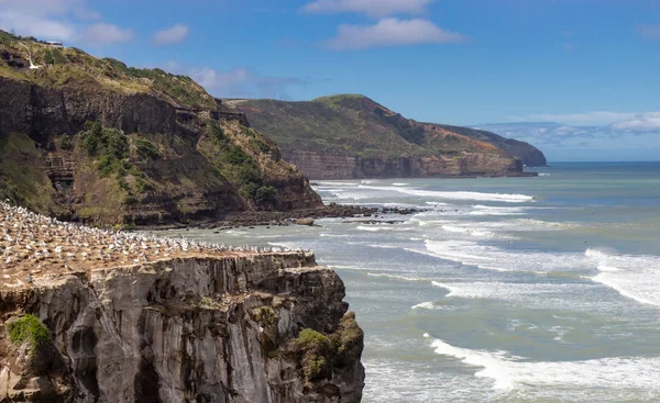 Gannet kolónia Muriwai Beach, Új-Zéland — Stock Fotó