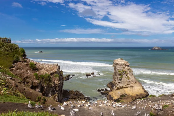 Colonia de alcatraces en la playa de Muriwai, Nueva Zelanda —  Fotos de Stock