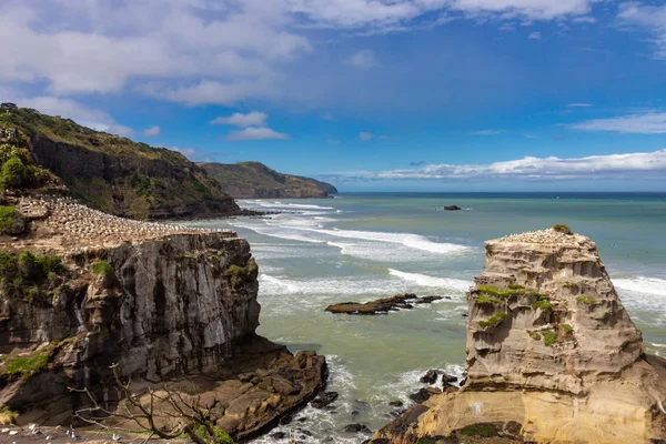 Colônia Gannet na praia de Muriwai, Nova Zelândia — Fotografia de Stock