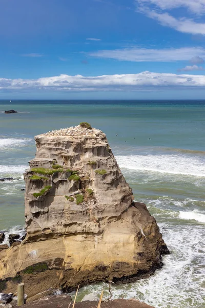 Colônia Gannet na praia de Muriwai, Nova Zelândia — Fotografia de Stock