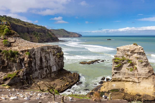 Yeni Zelanda, Muriwai Sahili 'ndeki sümsük kuşu kolonisi. — Stok fotoğraf