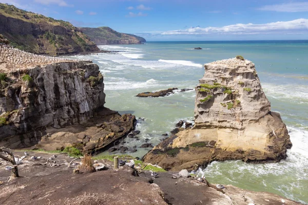 Gannet kolonie op Muriwai Beach, Nieuw Zeeland — Stockfoto