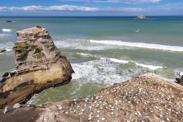 Gannet kolonie op Muriwai Beach, Nieuw Zeeland — Stockfoto